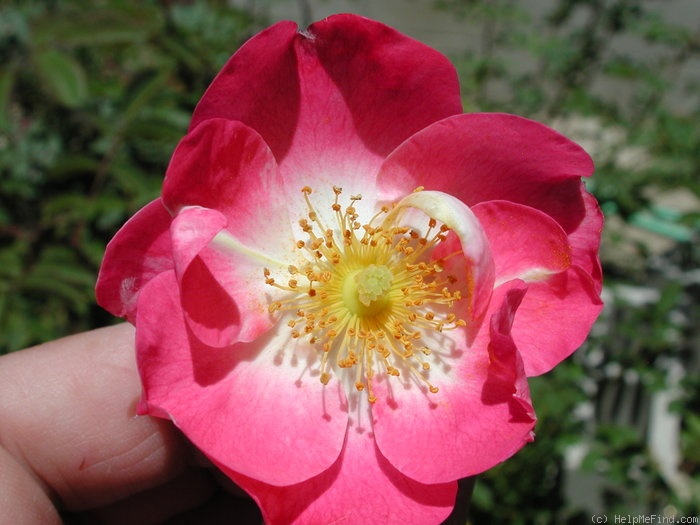 'IW0-47-19' rose photo