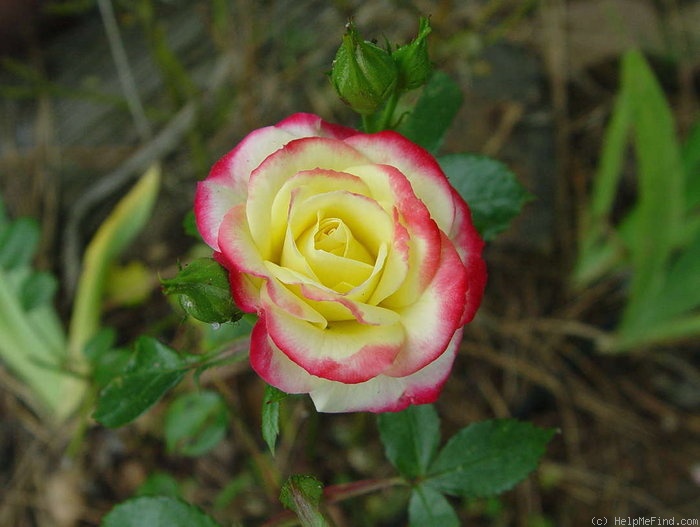 'Dazzler ™ (miniature, Kelly, 1997)' rose photo