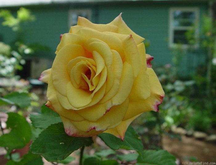 'Dream Come True ™ (grandiflora, Pottschmidt, 2006)' rose photo