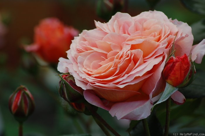 'Belvedere® (shrub, Evers/Tantau, 2001)' rose photo