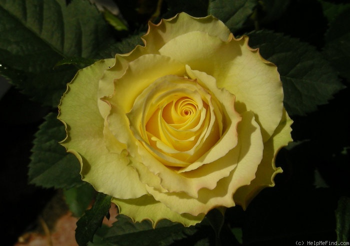 'Ellen Palace' rose photo