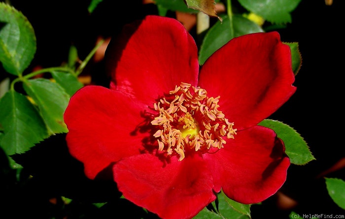 'Soldier Boy' rose photo