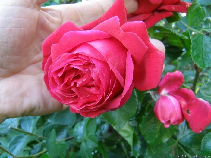 'Andrej Kmeť' rose photo