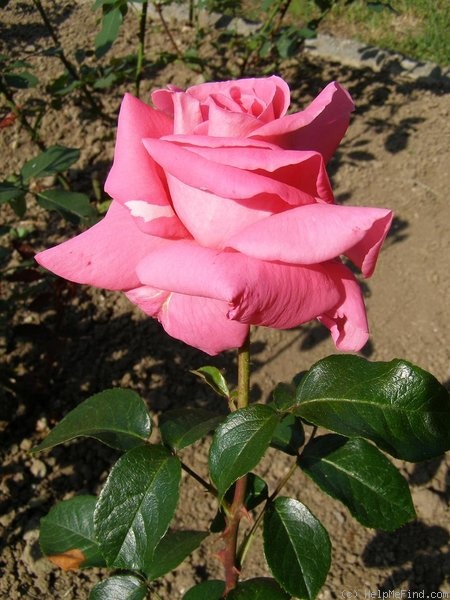 'Klimentina' rose photo