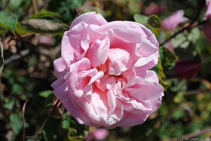 'Goubault (tea, Goubault, 1834)' rose photo