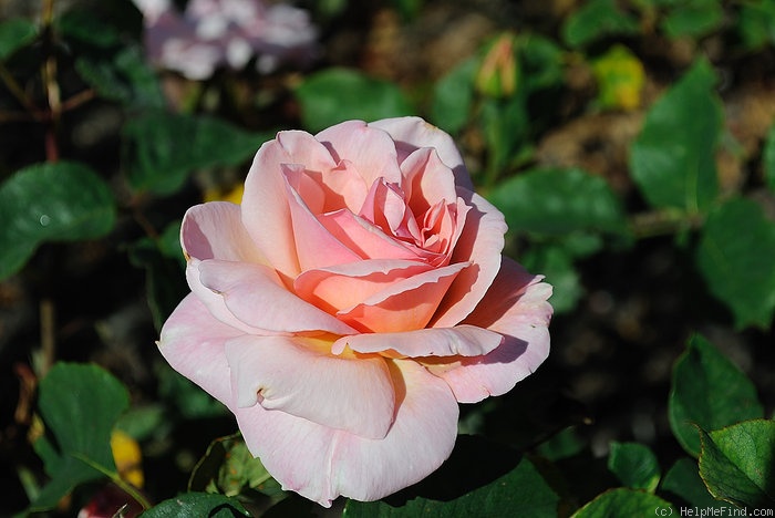 'Rapture' rose photo