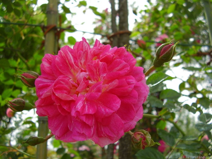 'Alexander Girault' rose photo