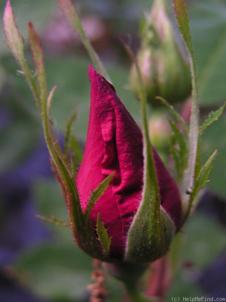 'Scharlachglut' rose photo