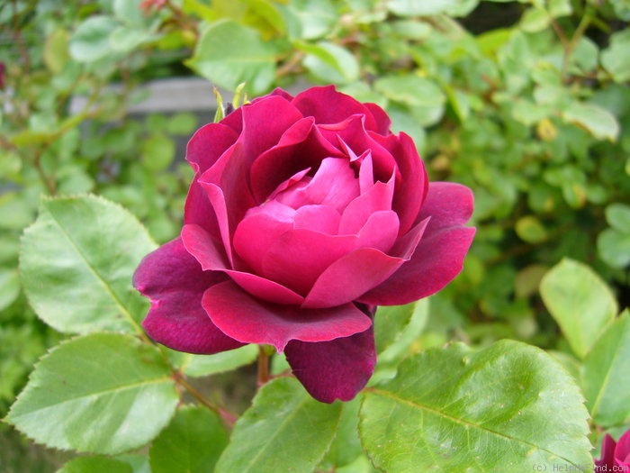 'Cardinal Hume ® (Shrub, Harkness 1982)' rose photo