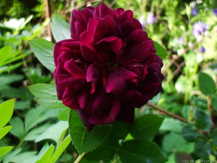 'Black Boy (moss, Kordes, 1958)' rose photo