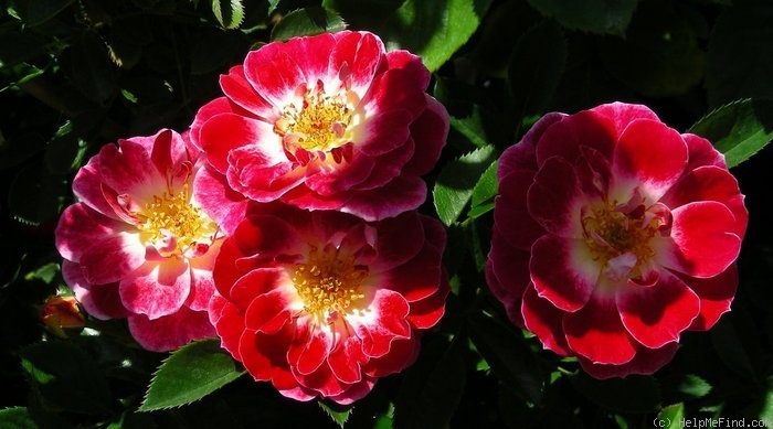 'Redhot' rose photo