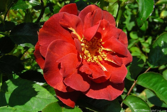 'Rusty (floribunda, Certified Roses, 2003)' rose photo