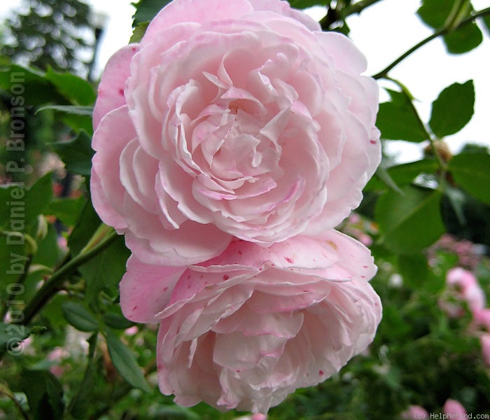 'Madame Pierre Oger (Bourbon, Oger, 1878)' rose photo