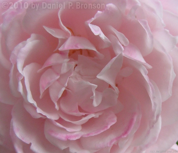 'Madame Pierre Oger (Bourbon, Oger, 1878)' rose photo