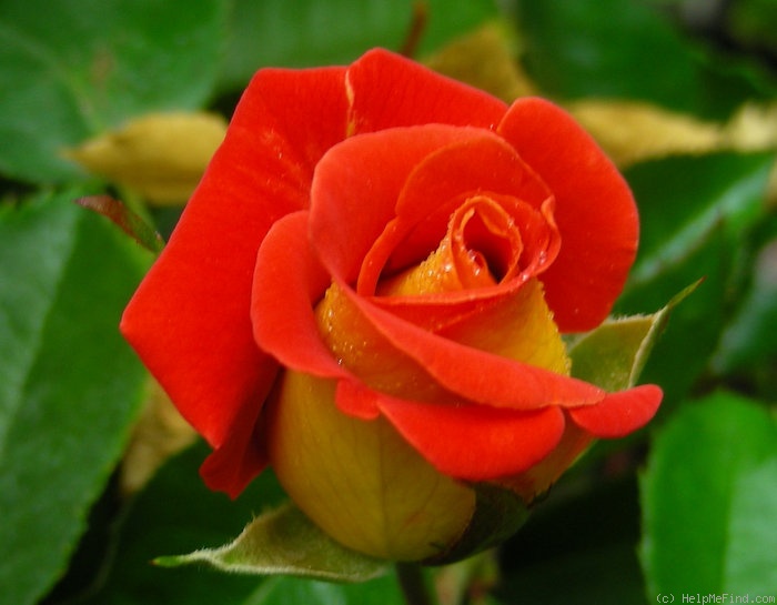 'Novelty ™' rose photo