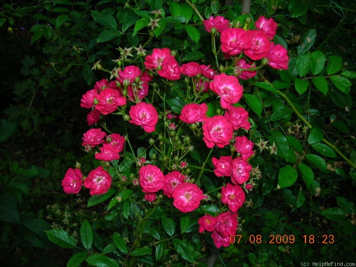 'Alberich, Cl.' rose photo
