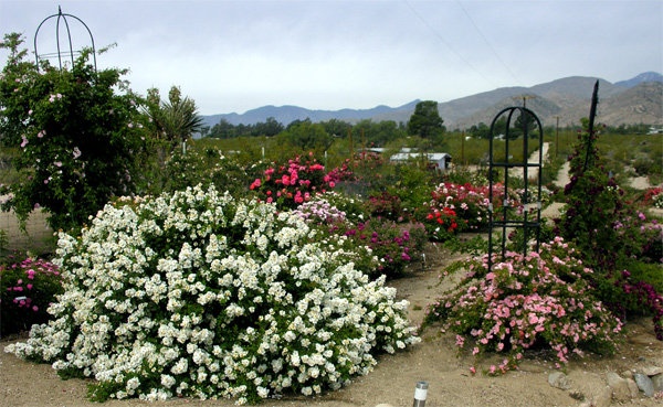 'Cliff's High Desert Garden Archival Dec, 2011 last updated 101812'  photo