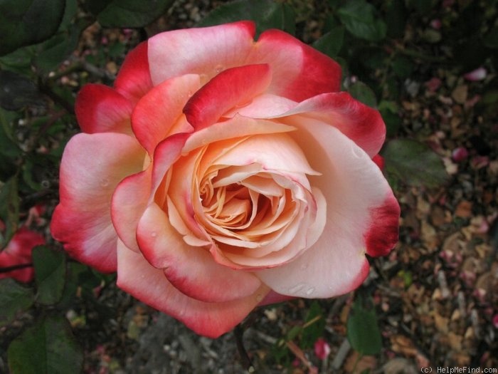 'Tanchô' rose photo