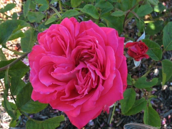 'Rose Dot' rose photo