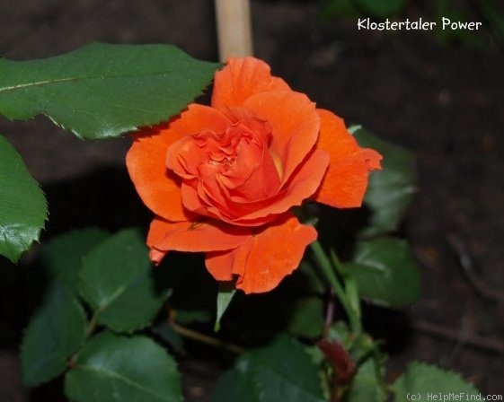 'Klostertaler Power' rose photo