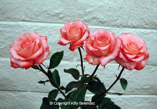 'Cristina Lynne' rose photo