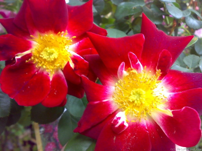 'Lovely Ruffle ®' rose photo