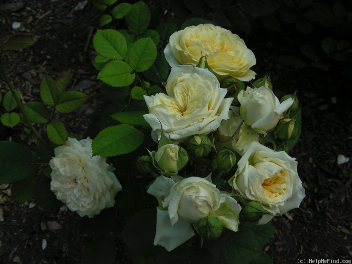 'Symphonie (shrub, Austin 1986)' rose photo