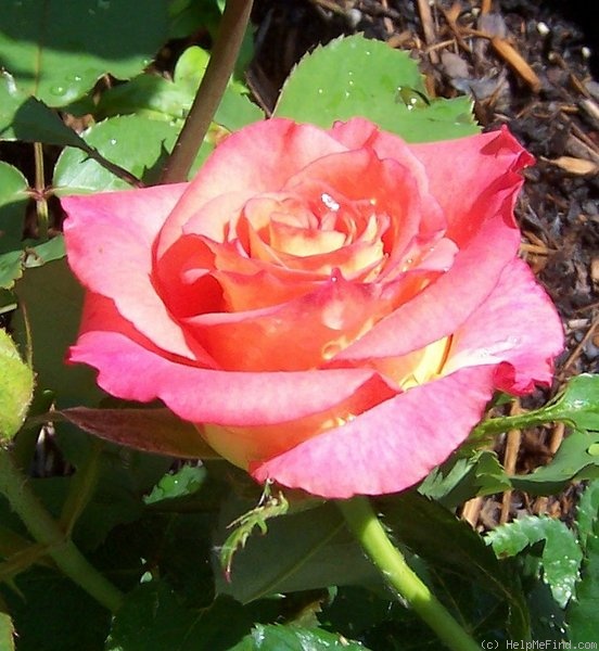 'Lipstick (hybrid tea, Tantau)' rose photo