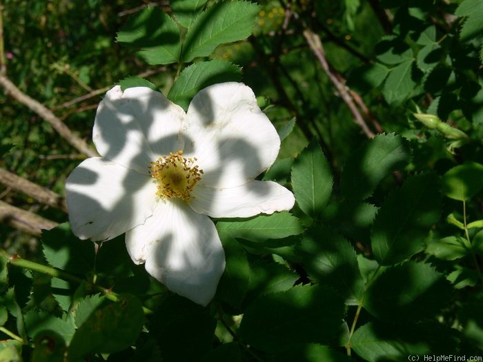 'R. svanetica' rose photo