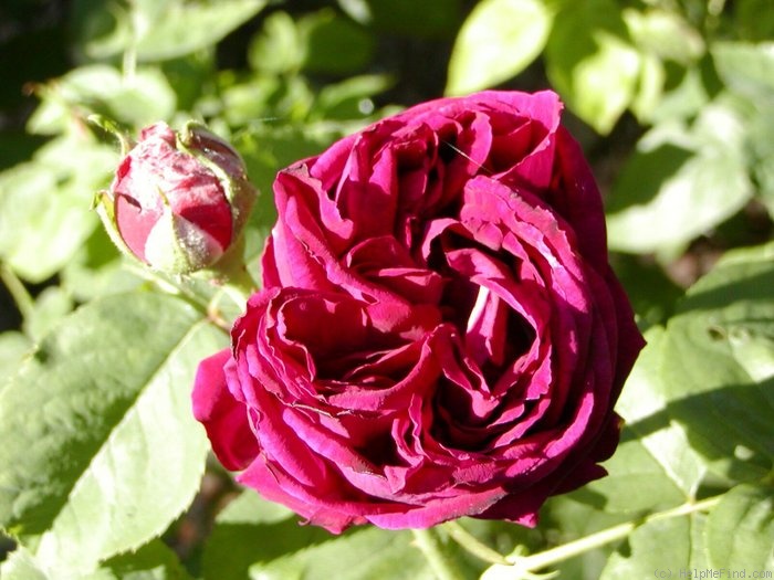 'Camille Bernardin' rose photo