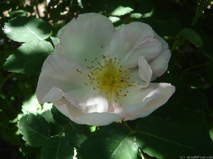 'Wildenfels Rosa' rose photo