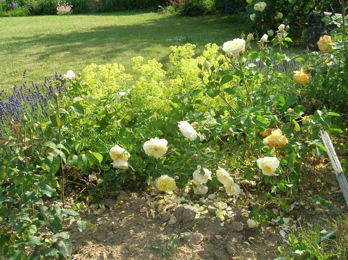 'My garden in Pousov'  photo