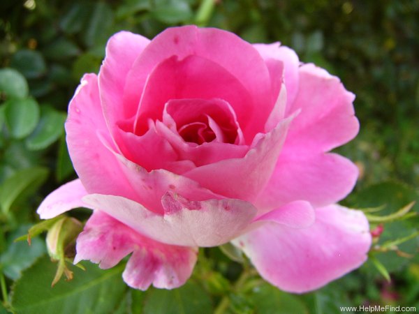 'Carefree Wonder' rose photo