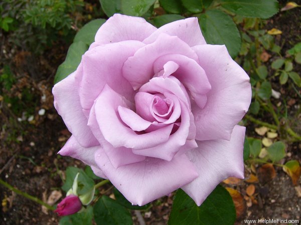 'Nil Bleu ®' rose photo