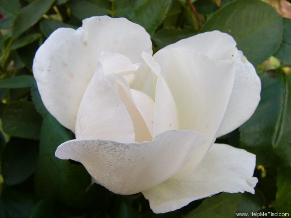 'White Queen Elizabeth' rose photo