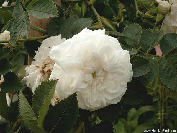 'Maxima (alba, Unknown before 1500)' rose photo