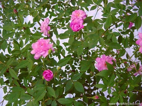 'Pompon de Paris, Cl.' rose photo