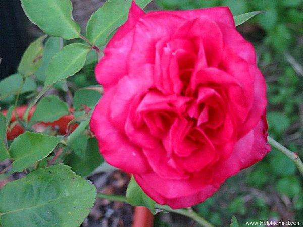 'Comtesse Festetics Hamilton' rose photo