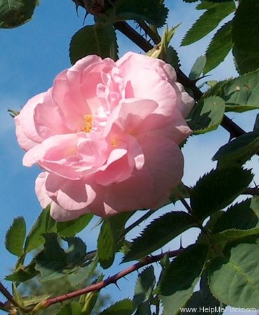 'Céleste (alba, syn. 'Celestial')' rose photo