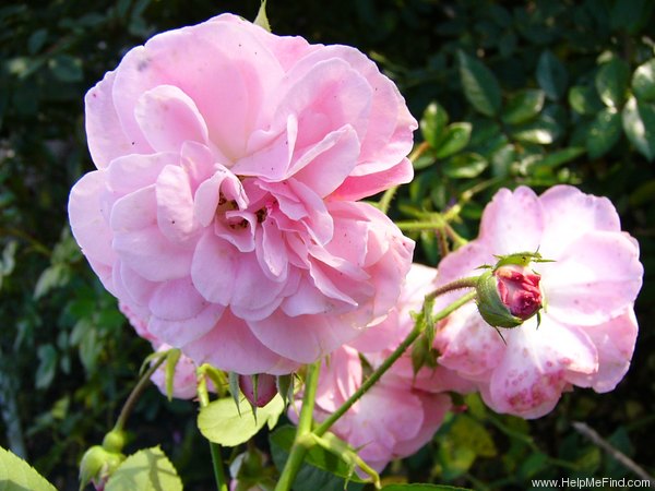 'Denise Grey' rose photo
