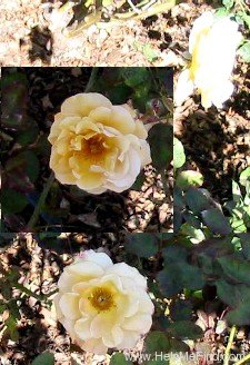 'Amber Light' rose photo