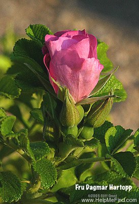 'Fru Dagmar Hastrup' rose photo