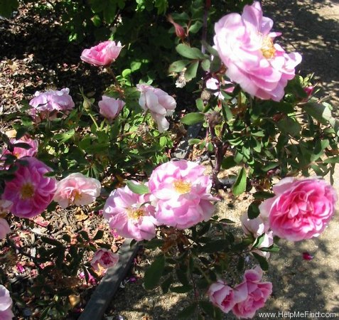 'Betty Bland' rose photo