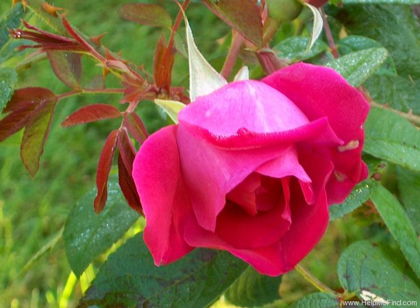 'Parfum de l'Hay' rose photo