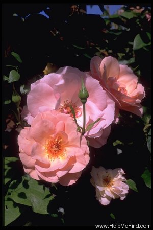 'Jane Eyre' rose photo