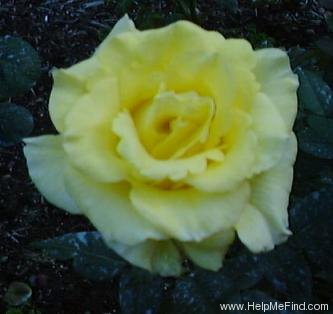 'Lowell Thomas' rose photo