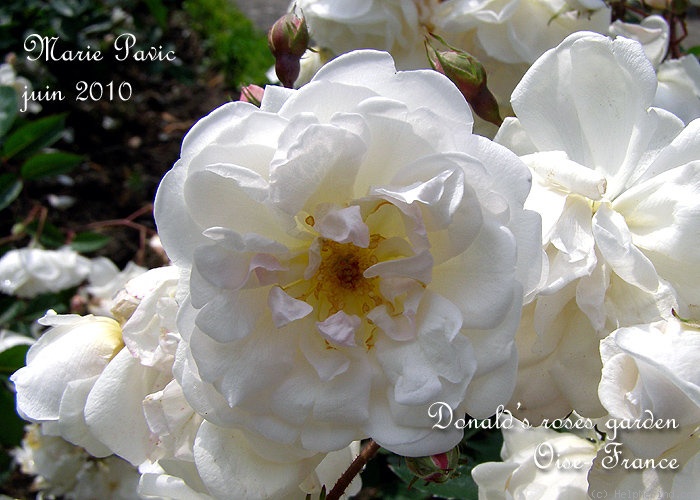 'Marie Pavic' rose photo