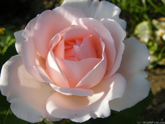 'Clair Renaissance ™' rose photo