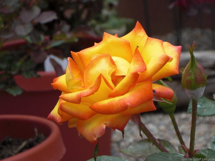 'Redgold' rose photo