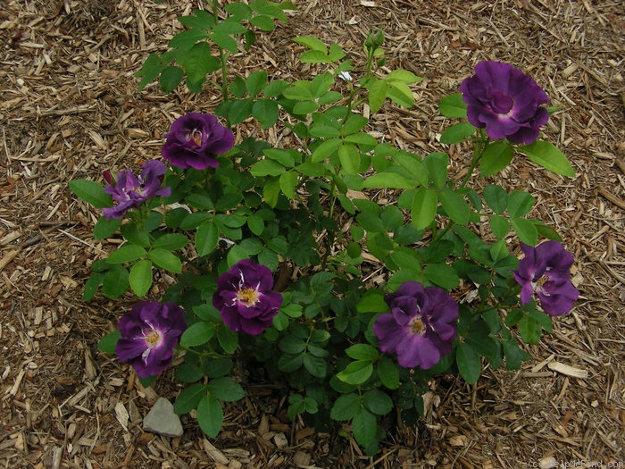 'Rhapsody in Blue ™' rose photo
